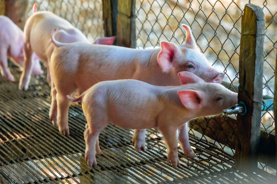 Young pink piglet drinking water from automatic nipple drinker system in pigpen in pigfarm