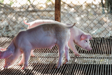 Group of cute white piglets in pig farm pen, young piglets livestock farming © NARONG
