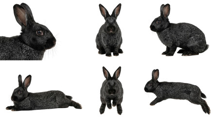 Fototapeta premium set of a silver fox rabbit in various poses on a black background