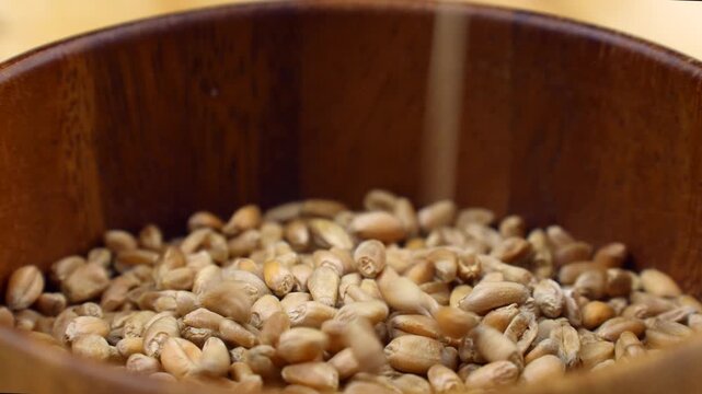 Dried wheat seeds falling downinto the wooden bowl close up