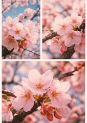 Fototapeta premium Cherry blossoms vibrant poster image