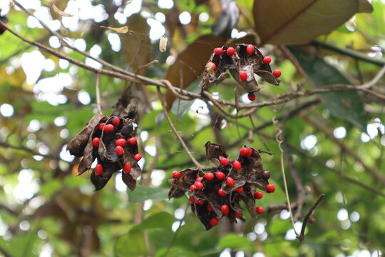 Abrus precatorius seeds, Abrus precatorius, commonly known as jequirity bean or rosary pea, is a herbaceous flowering plant in the bean family Fabaceae