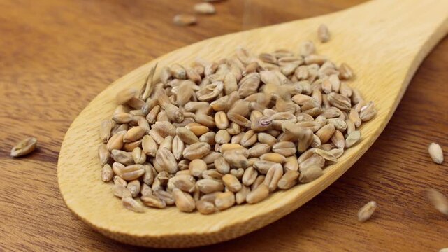 Dried wheat seeds falling down into the wooden spoon close up