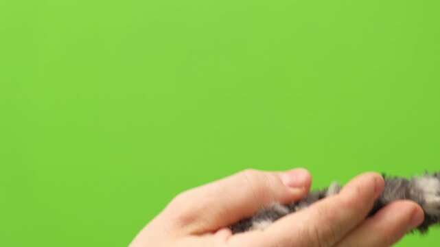 Hand meets paw. Closeup hand and paw isolated on green background. Interaction between human hand and feline paw. Owner and kitty gentle contact. Closeup studio open palm inviting reaching furry paw