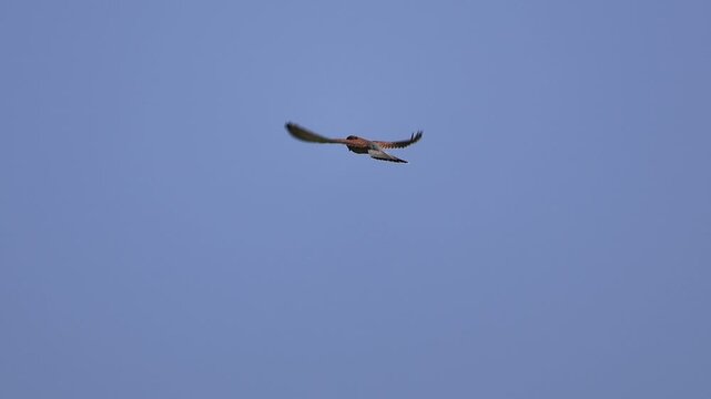 K Slow motion of Common Kestrel hovering in the air in Cyprus