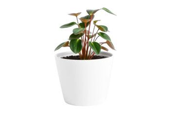 Obraz premium Miniature Houseplant: A vibrant, small houseplant thrives in a pristine white ceramic pot. It evokes the feeling of serenity and the tranquility of nature.