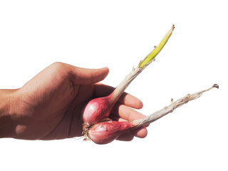 Holding a shallot in hand. isolated on a PNG background.	