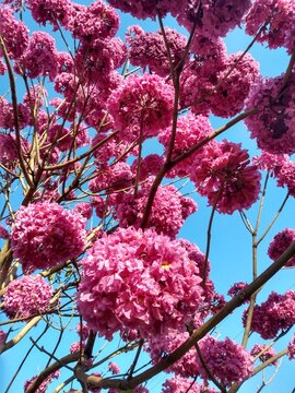 Ip&ecirc; roxo no cerrado do centro oeste do brasil em mato grosso