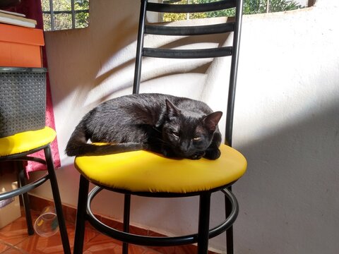 Gato preto dormindo em cadeira preta de estofado amarelo