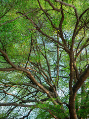 Fototapeta premium Looking up at Madagascar Almond tree branches and green leaves against bright sky, Terminalia mantaly