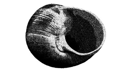 Black and white snail shell section illustration isolated with clipping path. © Hnnylanb