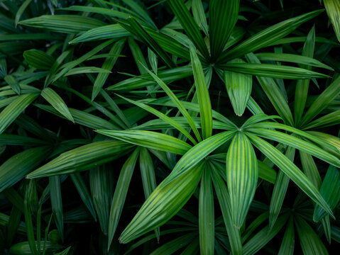 Dense green tropical foliage of Lady Palm leaves in nature garden, lush botanical background