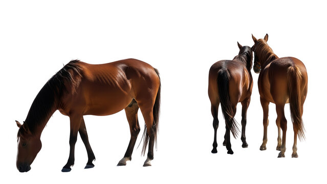 Majestic brown horses grazing and interacting in a serene setting