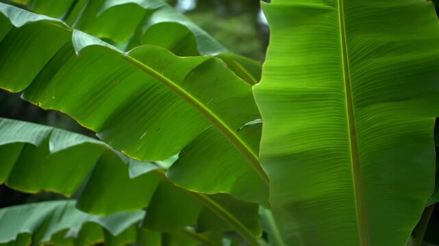 Close-up view of vibrant green banana leaves with visible veins and natural light filtering through.