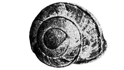 Black and white spiral snail shell illustration isolated with clipping path. © Hnnylanb