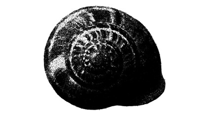 Black and white spiral snail shell illustration isolated with clipping path. © Hnnylanb