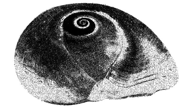 Black and white spiral shell cross section illustration isolated with clipping path.