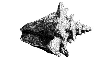 Obraz premium Black and white spired seashell illustration isolated with clipping path.