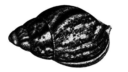 Black and white bivalve shell illustration isolated with clipping path. © Hnnylanb