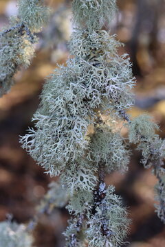 Thick lichen on a tree branch