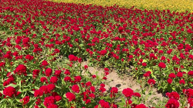 Red celosia flowers cristata blooming