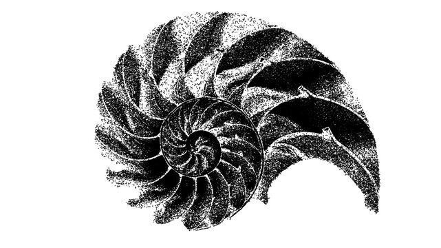 Black and white nautilus shell cross section illustration isolated with clipping path.