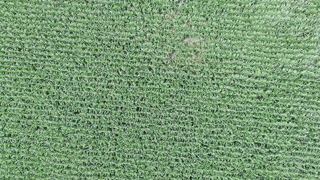 corn plants during the day