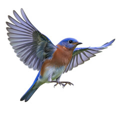 Obraz premium Blue bird in flight isolated on transparent background