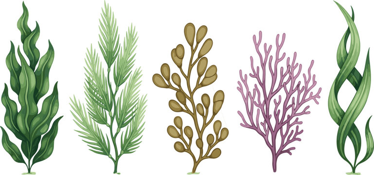 Seaweed and Coral Collection Vector Illustration Featuring Green Brown and Purple Marine Algae Isolated on White Background