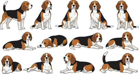 Beagle dog vector set featuring multiple poses including sitting lying down and standing isolated on white background for pet care and animal design © Sukhi