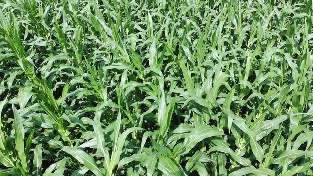 corn plants during the day