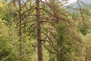 Fototapeta premium Large pine trees with twisted, gnarled branches stand prominently against a background of dense green woodland and mountain slopes. Stock photo