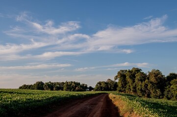 Fototapeta premium Beautiful rural dirt road landscape with crops and blue sky