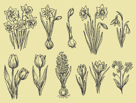 Spring flower vector set. Botanical garden sketches. Floral outline elements.