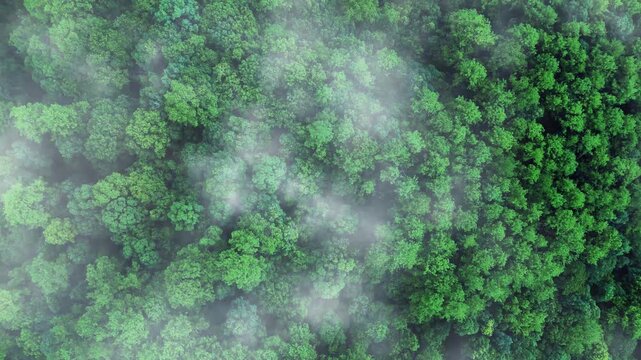 Green tree nature background for carbon neutrality and net zero emissions concept. Drone view of green tree captures CO2 to Sustainable green environment.	
