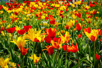 Obraz premium Colorful Spring Tulips Bloom in the Park, Creating a Vibrant Landscape Filled With Red and Yellow Flowers