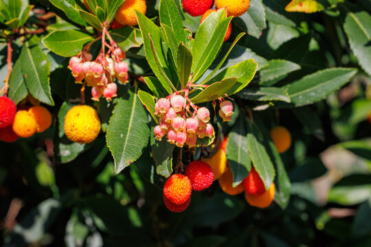 Fruiting Arbutus Unedo Tree with Red and Orange Berries