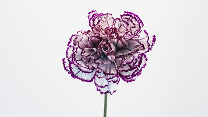 紫の縁取りのカーネーションの花 マクロ撮影 白背景