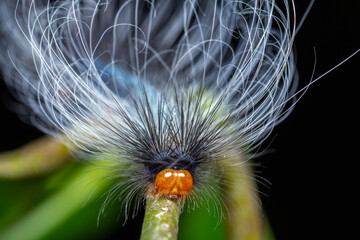 Hairy caterpillar macro with orange head