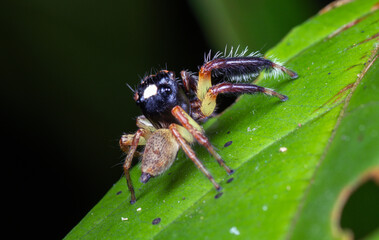 Jumping spider Pancorius macro on green leaf