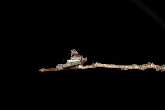 Bagworm moth larval twig case on branch isolated on black background