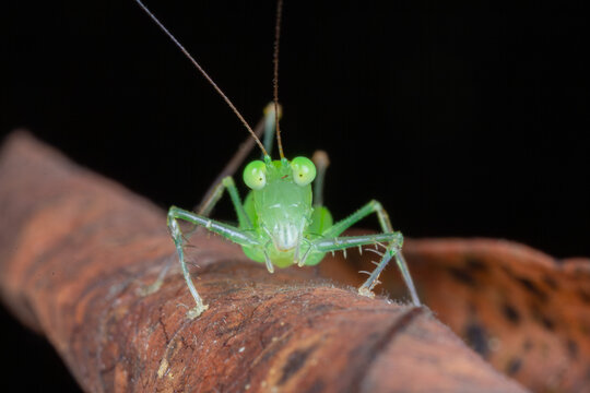Freshly molted katydid nymph close up macro