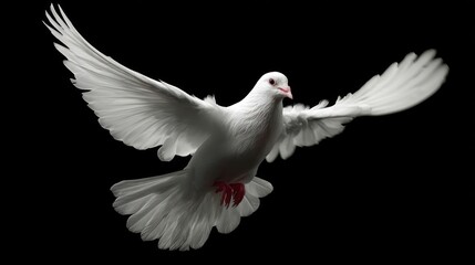 Fototapeta premium White dove with wings spread against black
