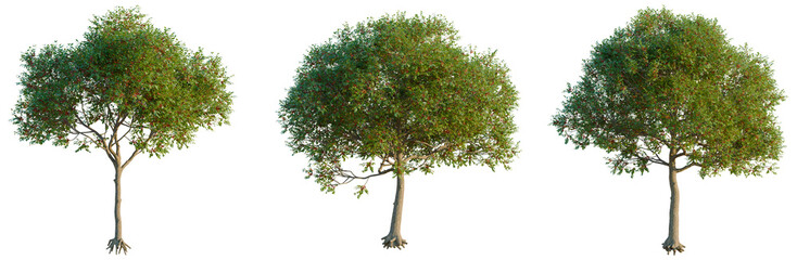 Schinus terebinthifolia tree, elevation, front view, cutout, transparent background, isolate, Detailed Mango Tree with Roots, Realistic Tropical Plant for Landscape Design and Botanical Illustration © Peter Hai