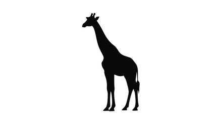 Fototapeta premium A striking black giraffe stands tall against a white backdrop silhouette