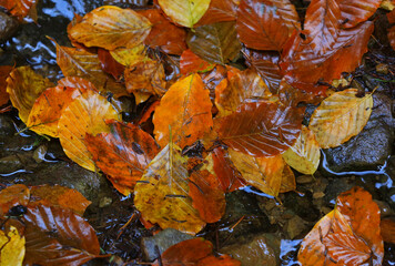 Autumn leaves floating on water with rocks and reflections, vibrant fall colors