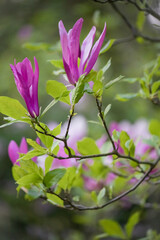 Obraz premium Vibrant purple Magnolia flowers blooming on a branch with green leaves at the Center for Biological Diversity Conservation. Warsaw, Poland. Vertical floral photography.