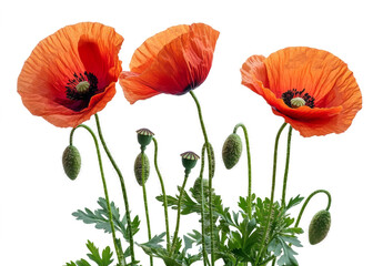 Fototapeta premium red poppy flowers isolated on a transparent background, 