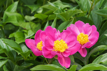 Fototapeta premium 庭園に鮮やかに咲くピンクの芍薬（シャクヤク）の花と瑞々しい緑の葉