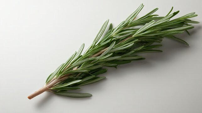 Fresh rosemary sprig on a light background, perfect for culinary articles, health blogs, or spice-focused recipes showcasing herbs in cooking and their aromatic qualities,